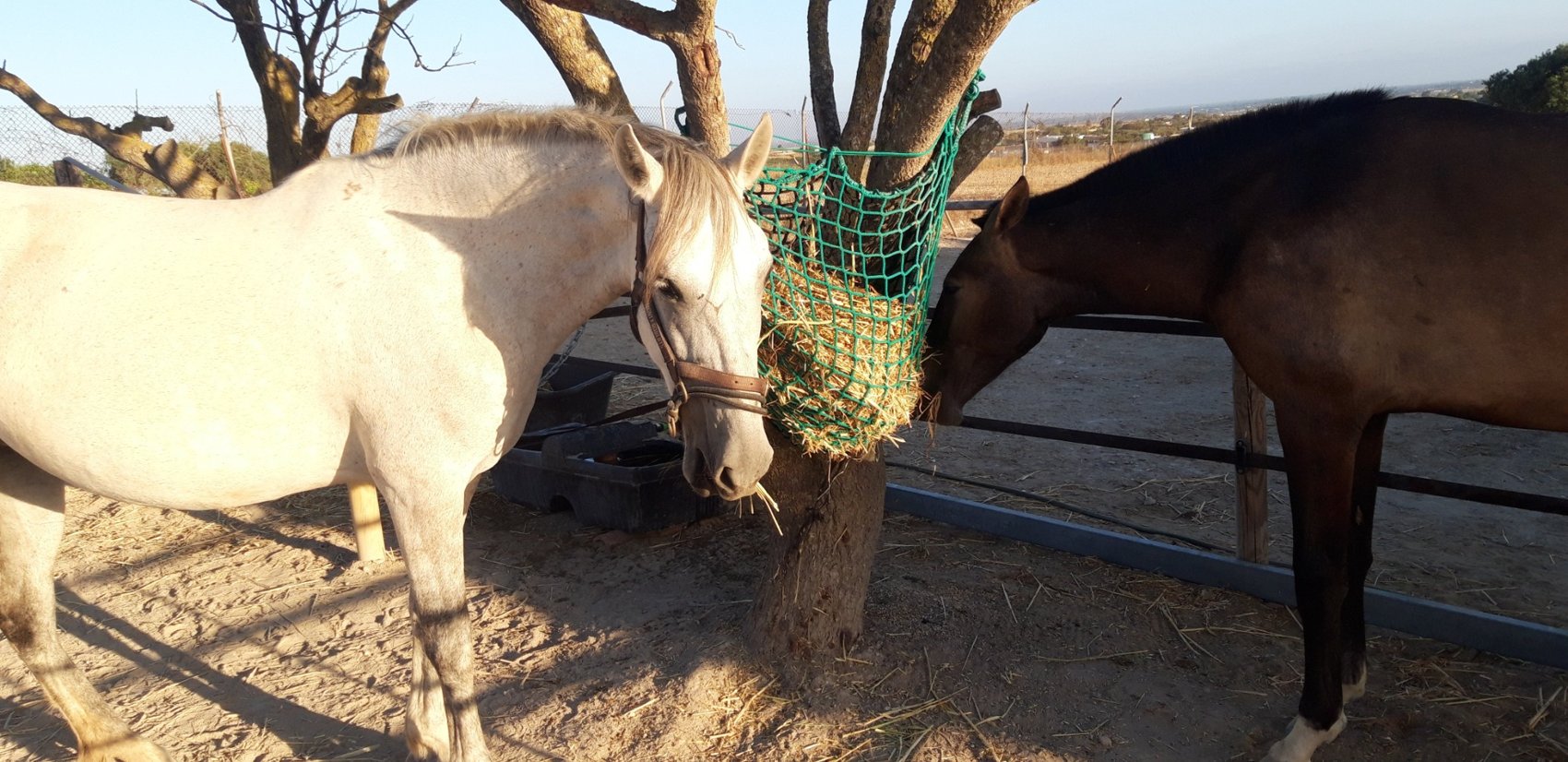 Two horses enjoying hay beside a tree
